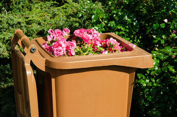 Offene Kompost Container oben voll mit verblühte Rosen