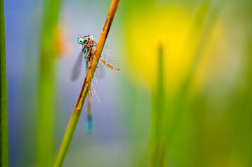 The blue-tailed damselfly or common bluetail (Ischnura elegans) holding on to blades of grass and eating its prey, mayfly. Macro shot, high magnification. Shallow depth of field.