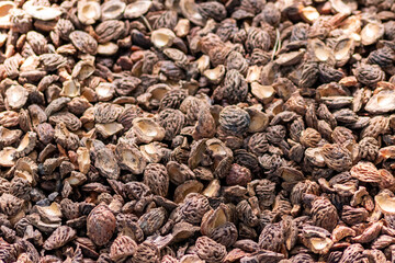 Organic background with shredded peach seeds as organic mulching and sustainable pathway  in organic gardening scenery as dry fertilizer in agricultural ecosystems and scattered wood chips close-up
