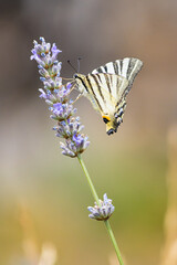 Insect on a flower