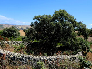 Baum mit Mauer auf Sardinien
