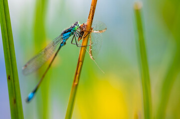 The blue-tailed damselfly or common bluetail (Ischnura elegans) holding on to blades of grass and eating its prey, mayfly. Macro shot, high magnification. Shallow depth of field.