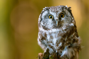 The boreal owl or Tengmalm's owl (Aegolius funereus), a close-up portrait of this bird perched on a...