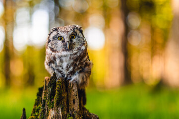The boreal owl or Tengmalm's owl (Aegolius funereus), portrait of this bird sitting on a tree trunk...