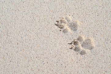 Cute dog footprint on the sand at the beach in summer or vacation time