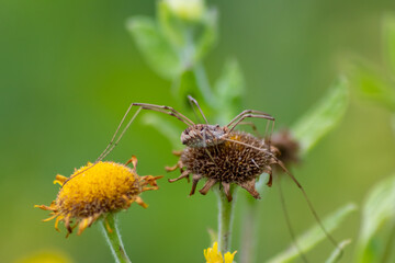 Yellow flower with a  poisonous dangerous spider shows danger for insects with lurking spider on spring flowers and blooming yellow blossom on a bright sunny summer day in macro view with long legs