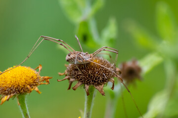 Yellow flower with a  poisonous dangerous spider shows danger for insects with lurking spider on spring flowers and blooming yellow blossom on a bright sunny summer day in macro view with long legs