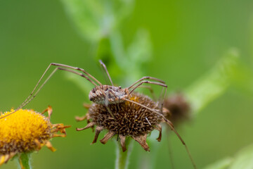 Yellow flower with a  poisonous dangerous spider shows danger for insects with lurking spider on spring flowers and blooming yellow blossom on a bright sunny summer day in macro view with long legs