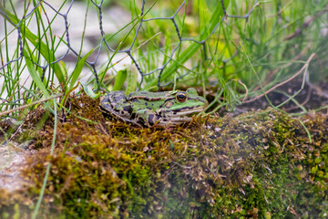 Big green frog lurking in a pond for insects like bees and flies in close-up-view and macro shot shows motionless amphibian with big eyes in a garden pond as healthy ecosystem and natural protection