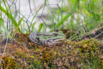 Big green frog lurking in a pond for insects like bees and flies in close-up-view and macro shot shows motionless amphibian with big eyes in a garden pond as healthy ecosystem and natural protection