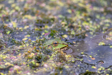 Big green frog lurking in a pond for insects like bees and flies in close-up-view and macro shot shows motionless amphibian with big eyes in a garden pond as healthy ecosystem and natural protection