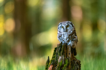The boreal owl or Tengmalm's owl (Aegolius funereus), portrait of this bird sitting on a perch in the forest. The background is beautifully colored, blurred, beautiful bokeh.