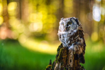 The boreal owl or Tengmalm's owl (Aegolius funereus), portrait of this bird sitting on a tree trunk in the forest. The background is beautifully colored, blurred, beautiful bokeh, color circles.