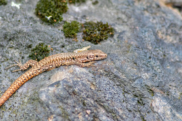 Lizard on the hunt for insects on a hot volcano rock warming up in the sun as hematocryal animal in macro view, isolated and close-up to see the scaled skin of the little saurian in detail