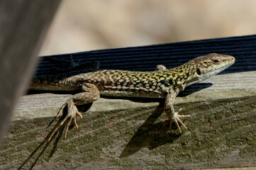 kleine Eidechse in der Sonne