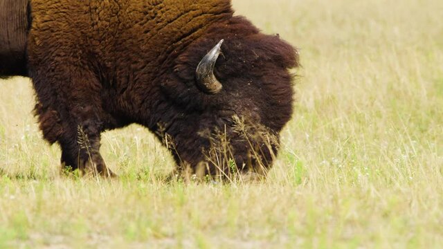 Wild Bison in the meadow, Portrait of American bison, Protection of Nature Concept. Bisons in their natural environment. Animal in the wild, Wildlife in Nature Reserve, Telephoto lens close up 4k