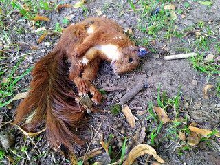 Dead red Eurasian squirrel as fallen animal on the ground with dead body and corpse shows death of animals and the need for animal protection like rodents killed by an accident in traffic or roadkill