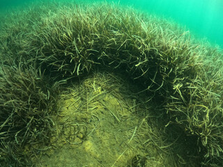 Underwater world of Mediterranean Sea. Near Marmaris, Turkey