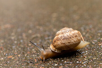 Grape snail on a stone, on a blurred background.
