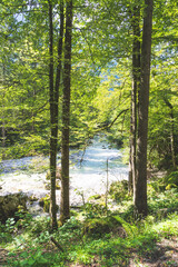 Scenic forest landscape scenery Bluntautal in Austria, summer time