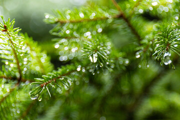 Pine branch close up with raindrops on blurred background