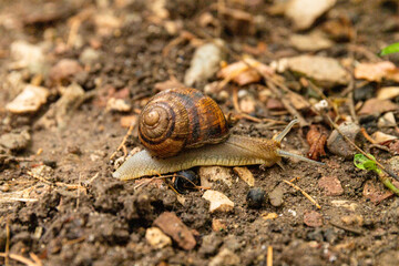 Grape snail on a stone, on a blurred background.