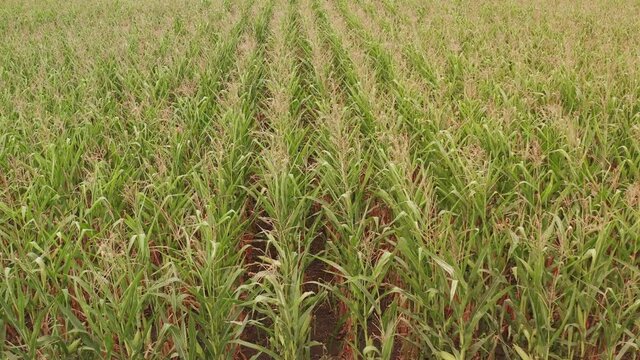 Sun-drenched corn seedlings. The corn grows in the field.