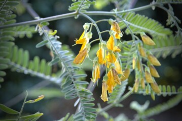 Sesbania flowers are full bloom with Sunlight in the morning time.