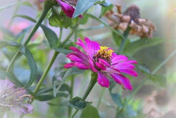 Side of Purple Common Zinnia (Zinnia elegant) in garden with space for putting text, lowkey