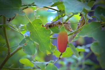 The Ivy gourd (scientific name: Coccinia grandis), red ripe fruit hanging on the vine in the garden.