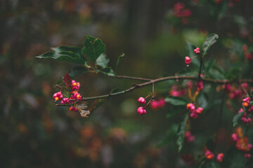 Deciduous shrub, pink flowers with orange seeds of euonymus europaeus or spindle. Celastraceae
