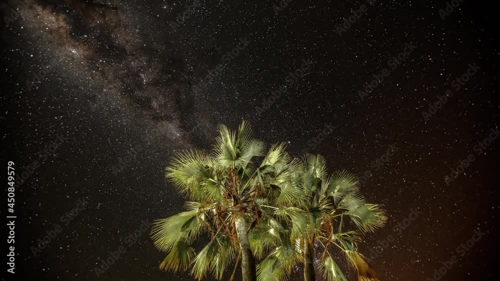Wall mural time lapse of the stars and milky way moving behind some palm trees. shot in namibia.