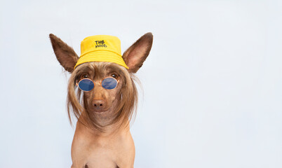 Smiling  chinese crested hairless brown dog looking at camera  in sunglasses and a yellow bucket ...