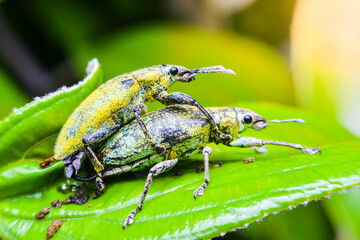 Close-up green weevil mating on leaves