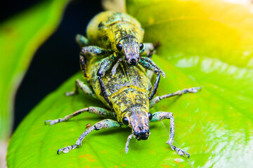 Close-up green weevil mating on leaves