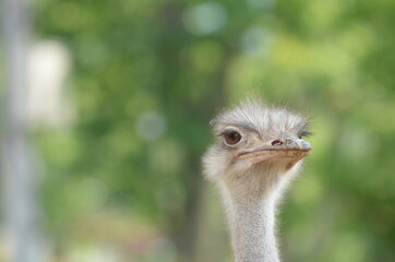 ダチョウの顔のクローズアップ