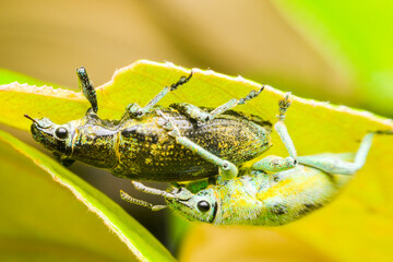 Close-up green weevil mating on leaves