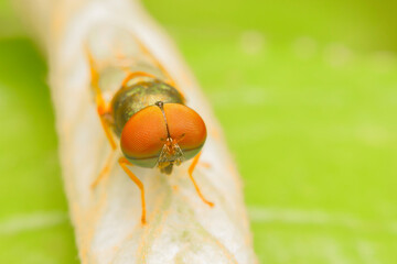 Closeup of red-eyed fly on leaves