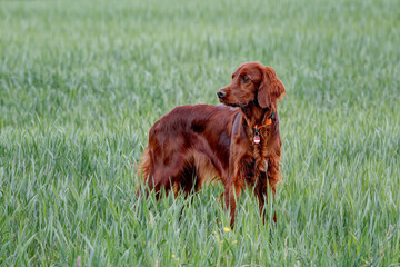 Beautiful, shiny Irish Setter pointer stands in the grain field and watches the hunting ground...