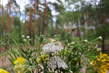 Meadow flowers on the background of a sandy road in a pine forest. Bouquet of yellow and white wild flowers and herbs. Selective focus