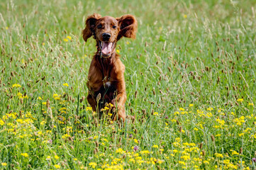 Full of verve, an Irish Setter puppy runs through the yellow flower meadow and is beautiful to see with his mahogany fur.