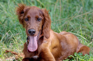 Beautiful little Irish Setter puppy lies in the green grass and looks cheekily into the camera.