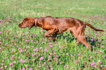 Beautiful nineteen-week-old Irish Setter puppy at dead set training in the flowering clover-strewn summer meadow.