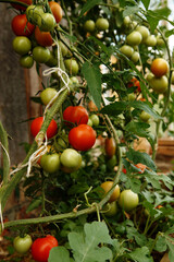 Red and green tomato fruits on green stems in greenhouse