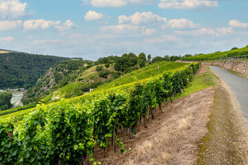 Fototapeta na wymiar Beautiful vineyards in the summer season in western Germany, visible asphalt road on the right.