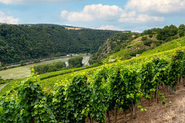 Fototapeta na wymiar Beautiful vineyards in the summer season in western Germany in the background hills covered with forest.