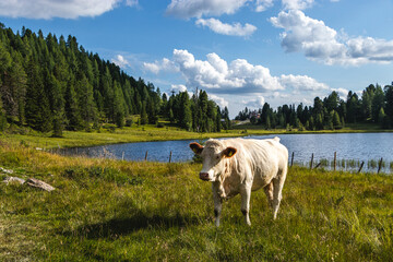 Fototapeta premium Schwarzsee, Turracher Höhe