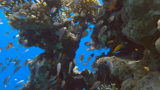 Colorful tropical fishes on beautiful coral reef. Arabian Chromis (Chromis flavaxilla) and Lyretail Anthias (Pseudanthias squamipinnis). Camera moving forwards approaching a coral reef in sunlight