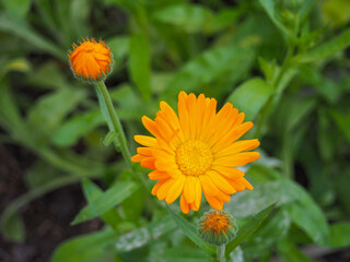 Blumenbeet mit Ringelblume