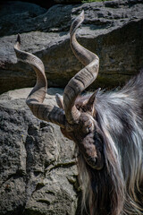 MARKHOR BOWS HIS HEAD TO SHOW OFF ANTLERS